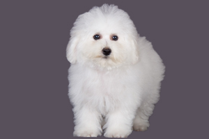 比熊犬怎么養(yǎng)