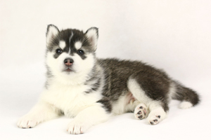 小哈士奇怎么養(yǎng)