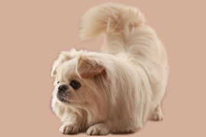 京巴犬怎么養(yǎng)