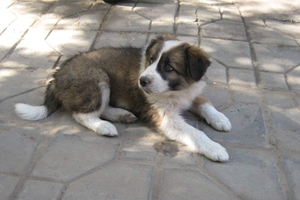 如何飼養(yǎng)圣伯納幼犬