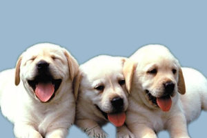 拉布拉多幼犬怎么喂養(yǎng)