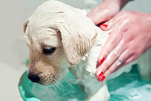 拉布拉多幼犬怎么洗澡