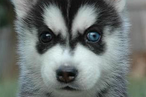 哈士奇喂養(yǎng)的注意事項(xiàng)有哪些