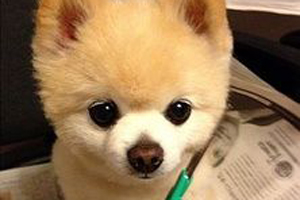 博美狗狗剪毛方法是什么