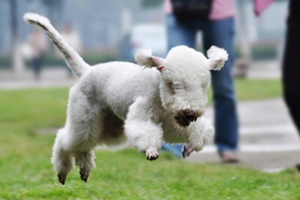 貝林登梗幼犬怎么喂養(yǎng)