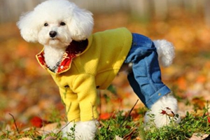 貴賓狗造型怎么做