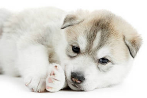 陪小狗玩要注意什么