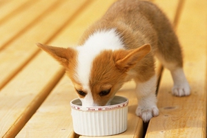 自制狗糧有什么優(yōu)點(diǎn)