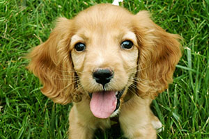 可卡幼犬怎么養(yǎng)