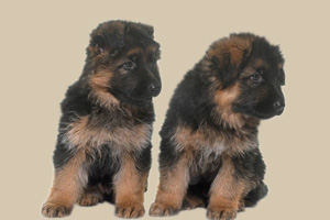 德牧幼犬怎么喂養(yǎng)