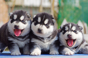 哈士奇幼犬狗糧怎么喂