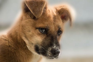 養(yǎng)狗有什么好處