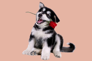 哈士奇幼犬怎么喂養(yǎng)