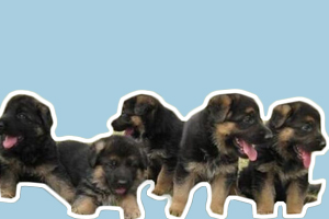 德國(guó)牧羊犬幼犬洗澡怎么洗