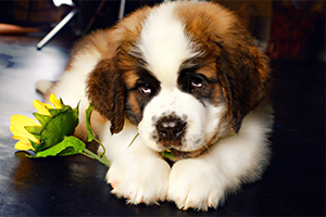 圣伯納幼犬怎么養(yǎng)