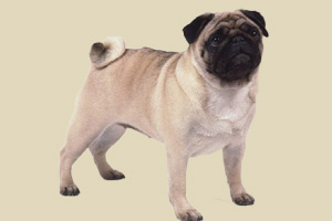 巴哥犬怎么養(yǎng)