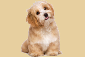 小狗吃什么補血