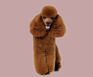 貴賓犬吃什么對(duì)毛好