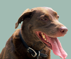 狗喘氣急促怎么辦