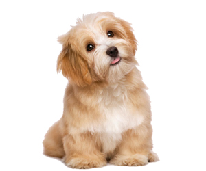 狗狗剃毛后注意事項