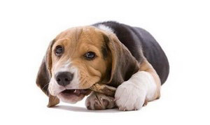 自制狗狗磨牙棒的做法