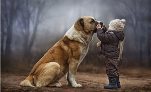 狗年齡怎么判斷