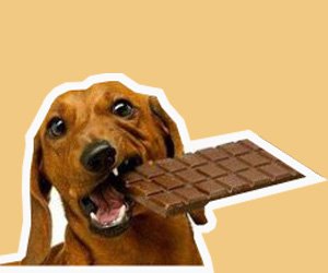 狗狗吃了巧克力怎么辦