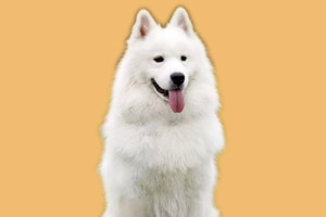 薩摩耶吃什么美毛