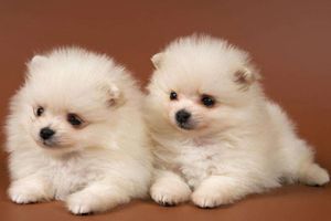 博美身上臭怎么辦