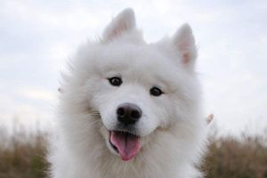 薩摩耶太瘦吃什么肉