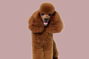 貴賓犬吃什么毛會變好