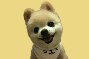 博美怎么養(yǎng)胖