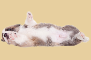 小狗吃什么會死