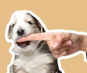 被狗咬了怎么辦