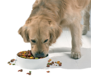 金毛吃什么對毛好