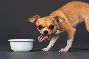 狗狗護(hù)食怎么解決