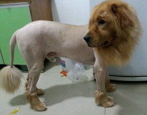 狗狗剃毛器使用教程