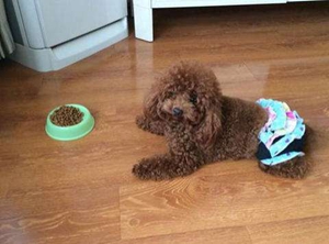 狗狗海藻粉有什么好處