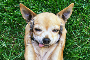 狗耳朵臭怎么辦