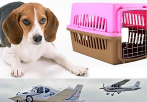 空運寵物狗流程