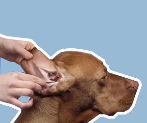 狗耳朵怎么清理