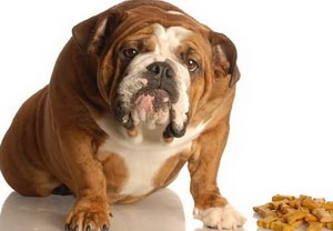 狗狗護(hù)食怎么調(diào)教