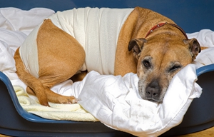 狗生病怎么照顧