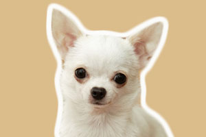 吉娃娃吃什么水果好