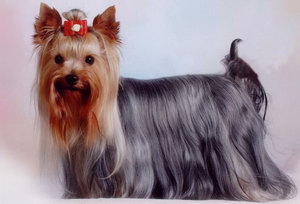 怎樣給約克夏美容