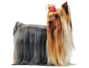 約克夏美容教程