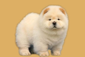 松獅吃什么毛色好