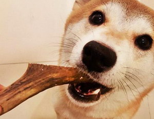 狗狗磨牙棒自制方法