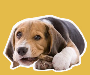 狗狗不能吃什么