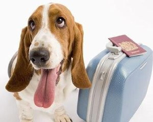 如何帶寵物出國(guó)